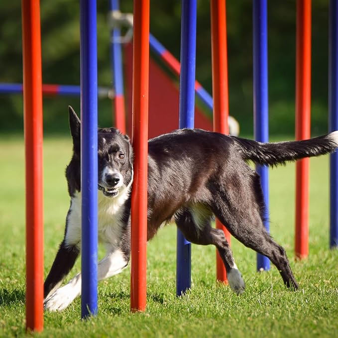 PG-0498    Dog Agility Equipment with Adjustable Height Jump Bars and Carry Bag