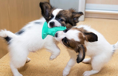 Brinquedos para mastigar cães para bastão molar de cacto agressivo 