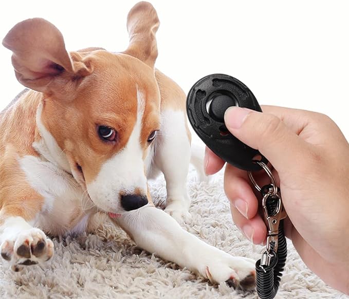 PG-0494     Pets Training Ring